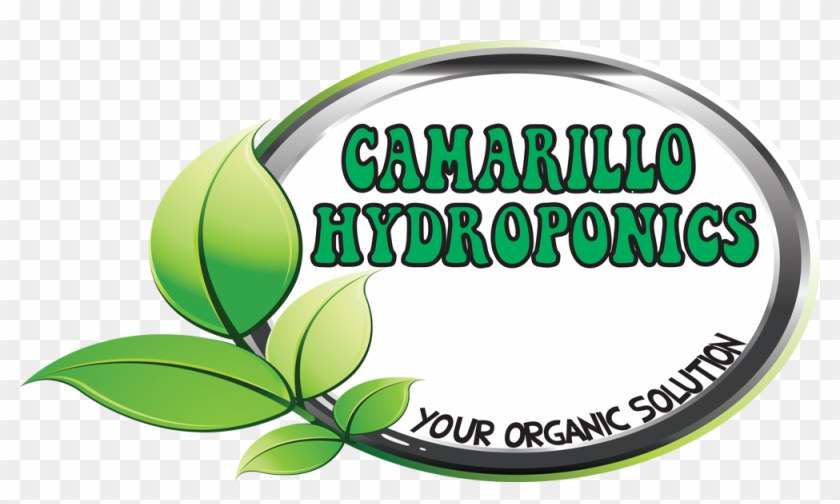 Logo And Name - Camarillo #1189957