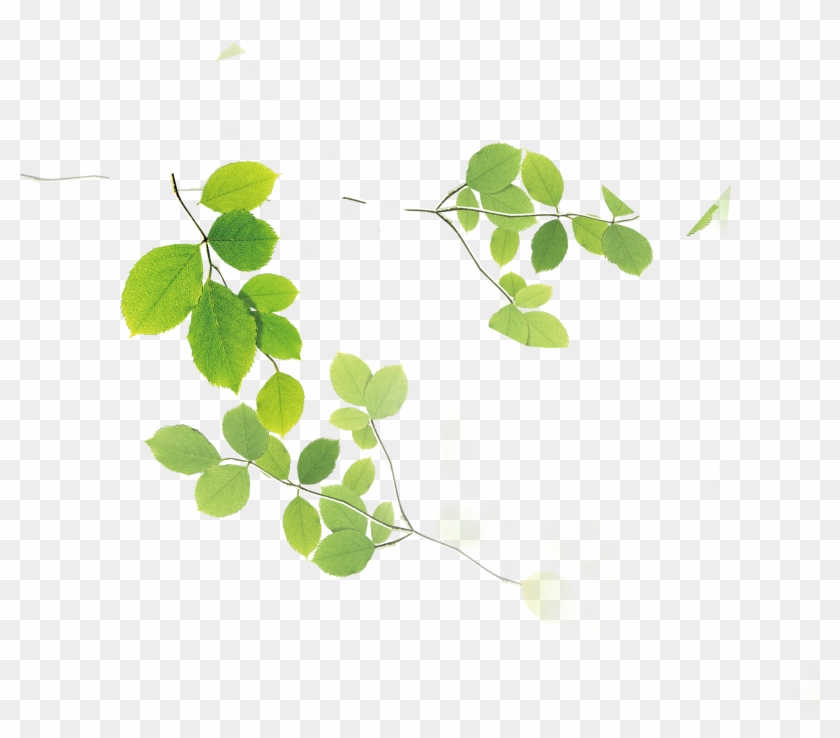 Leaf Watercolor Painting Download Green - Leaf #1193038