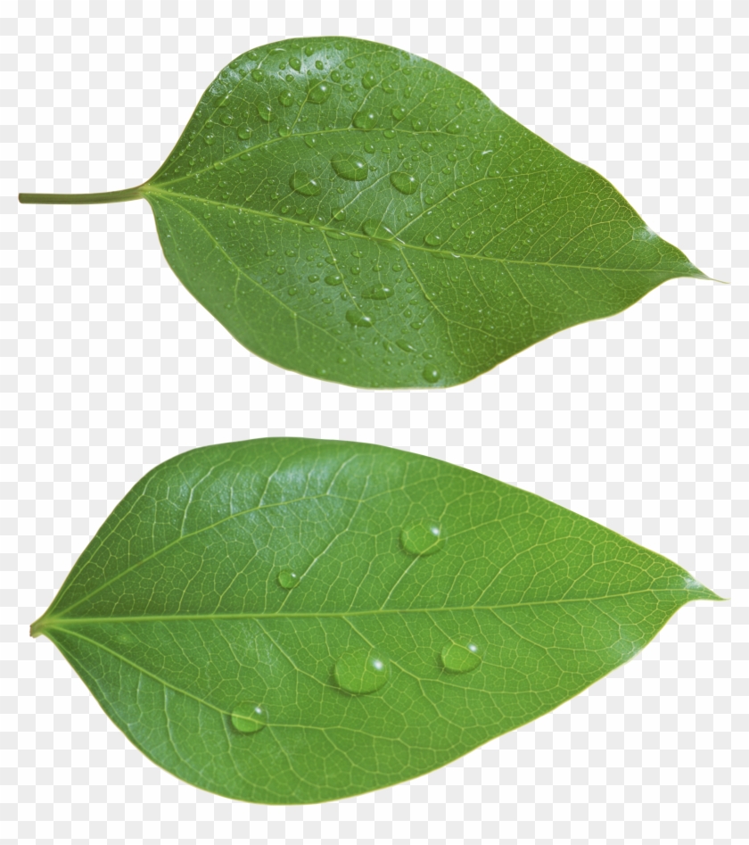Green Leaf Png - Leaf Png #1193388