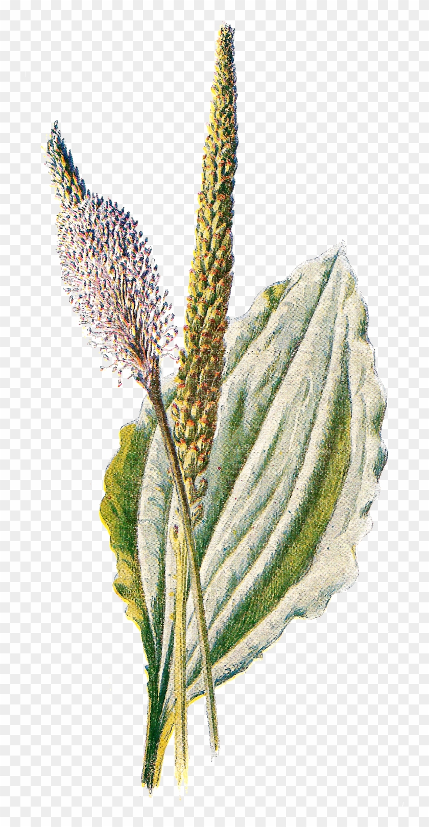 Free Flower Clip Art - Antique Print Of Plantain Flower Flowers Plant Plants #1193449