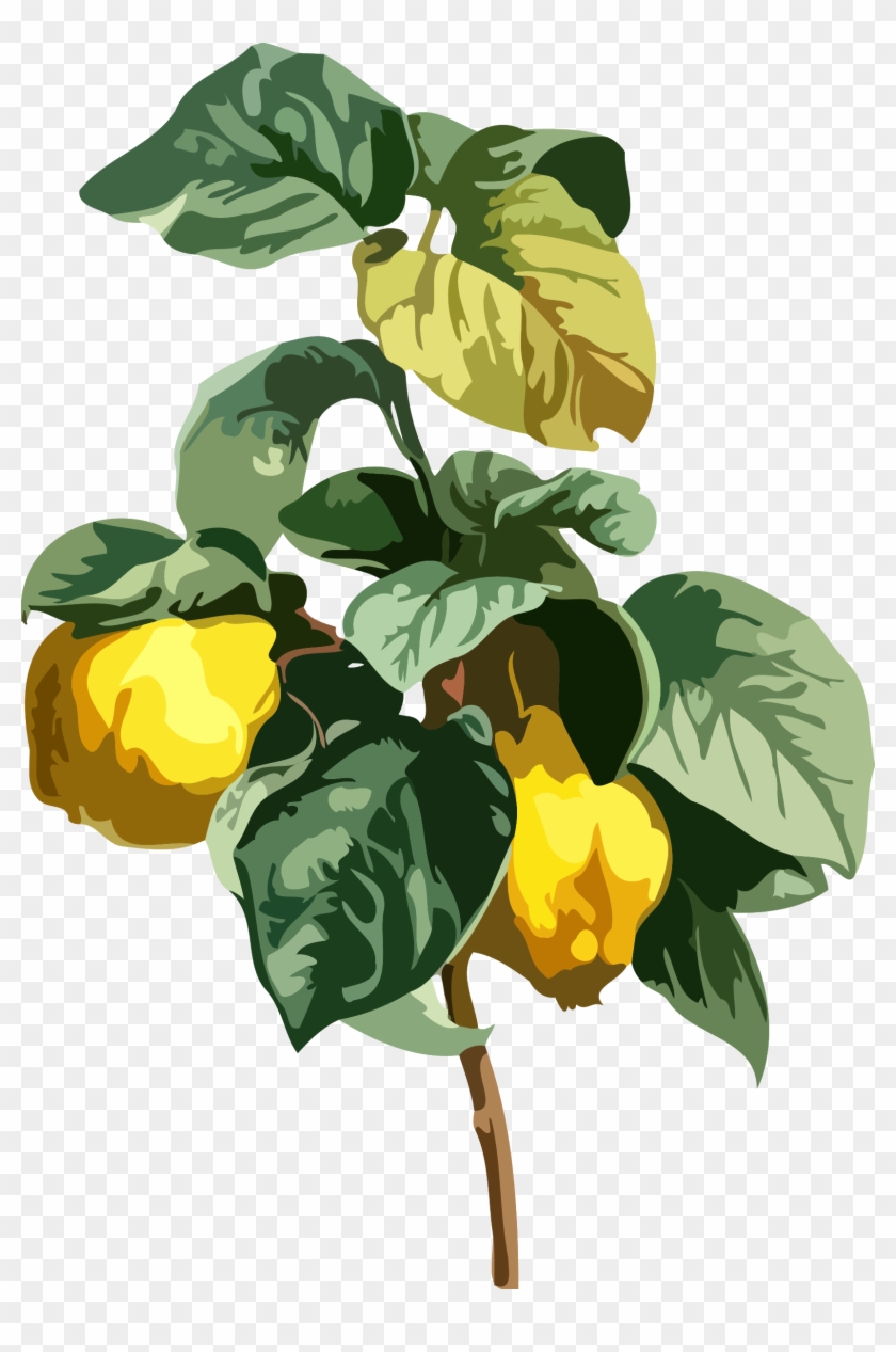 Quince By @firkin, Lower Resolution Version For Those - Quince Leaf #1193455