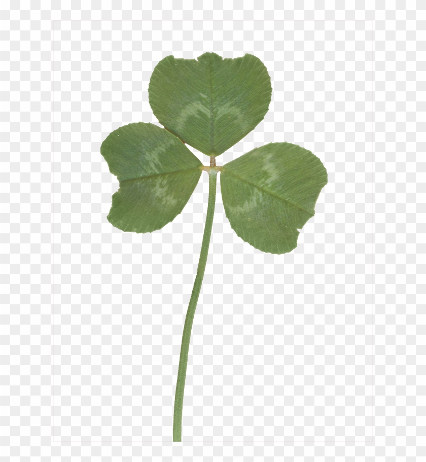 Vegetation Clover 02 - Corchorus #1193510
