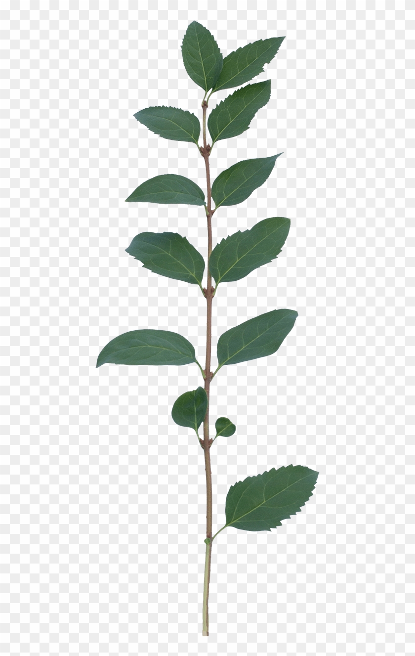 Buttonbush #1193520