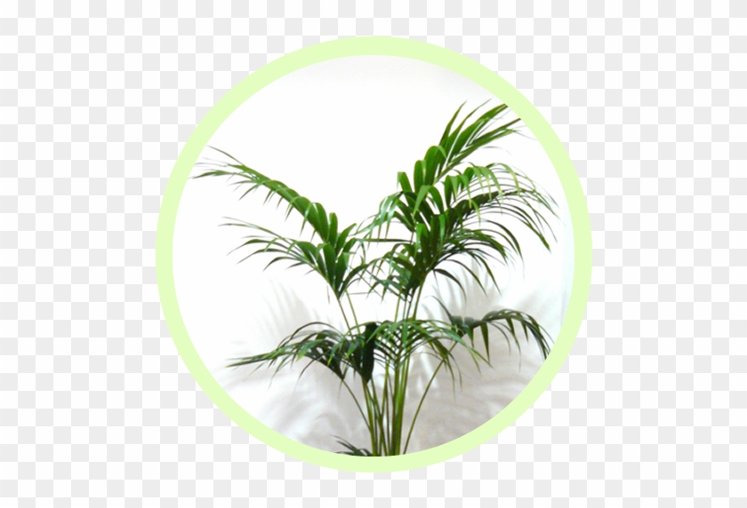 Plants2 - Attalea Speciosa #1193615