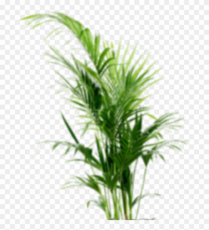 Howea Forsteriana #1193616