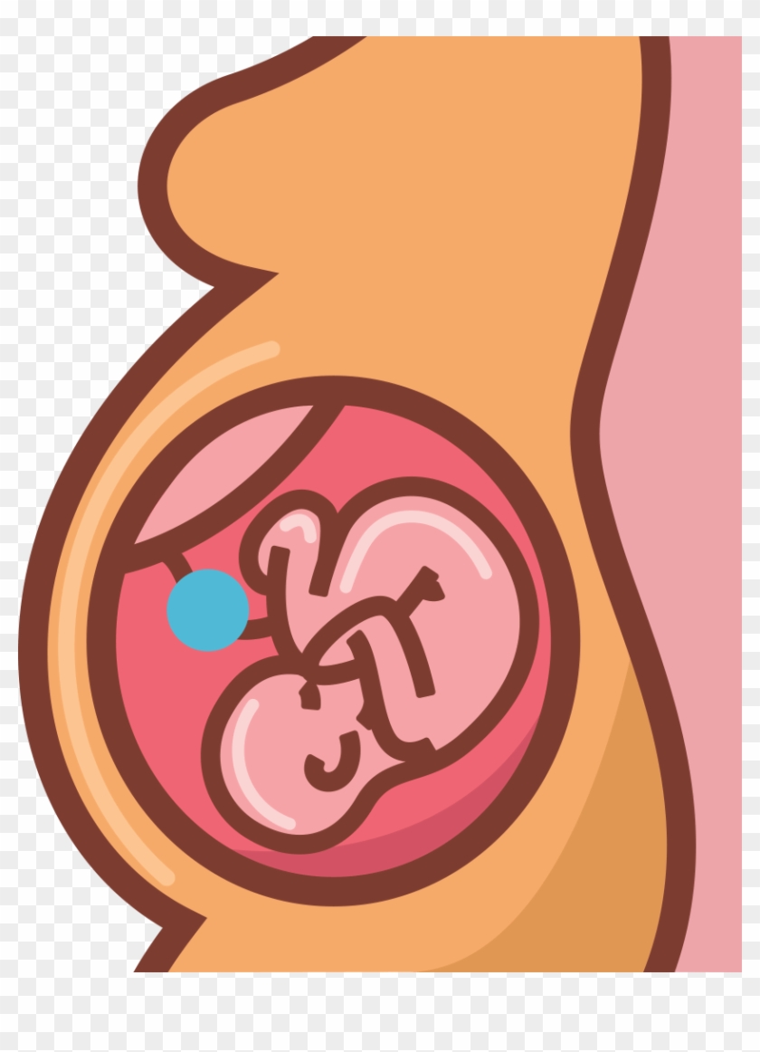 The Power Of The Placenta - Placenta Png #1193731