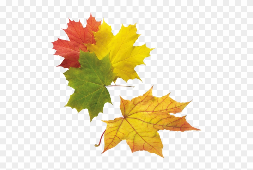 Feuilles D'automne - Clip Art #1193833