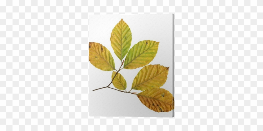 Tableau Sur Toile Face Inférieure Des Feuilles D'un - Copper #1193850
