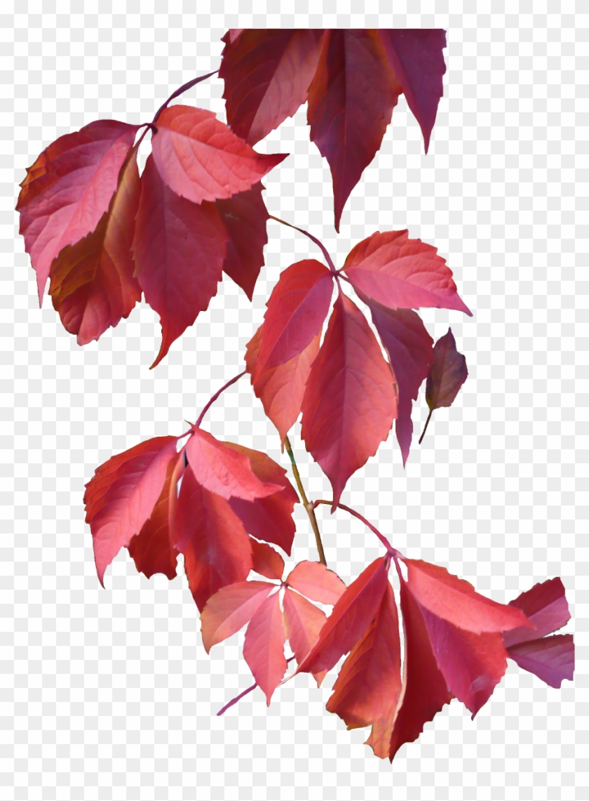 Image - Red Leaves Png #1193985