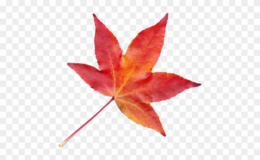 Autumn Leaf - Transparent Autumn Leaves Png #1194073