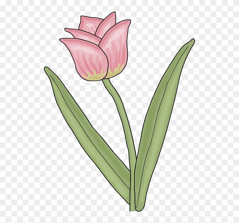 Tulip - Sprenger's Tulip #1194136