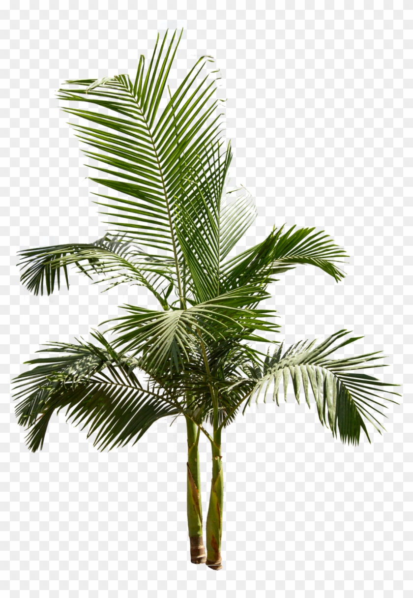 King Palm - King Palm Tree Png #1194614