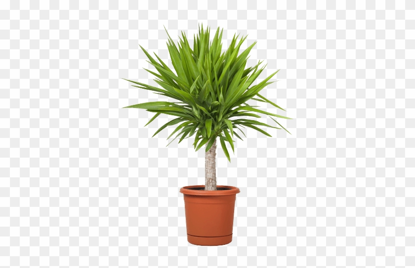 Mini Palm Light Compressor - Trees: The Beginners Guide To Growing Potted Trees #1194618