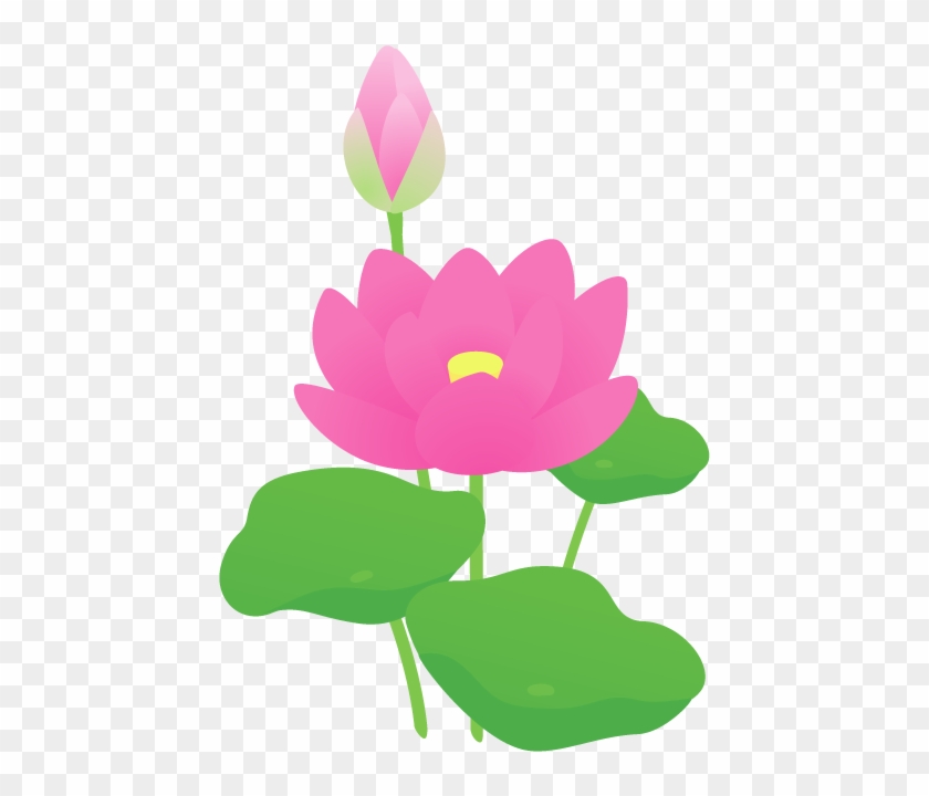 ハス - 蓮 の 花 イラスト 無料 #1195409