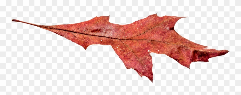 Autumn, Leaves, Leaf, Png, Transparent, Fall Color - Autumn #1195546