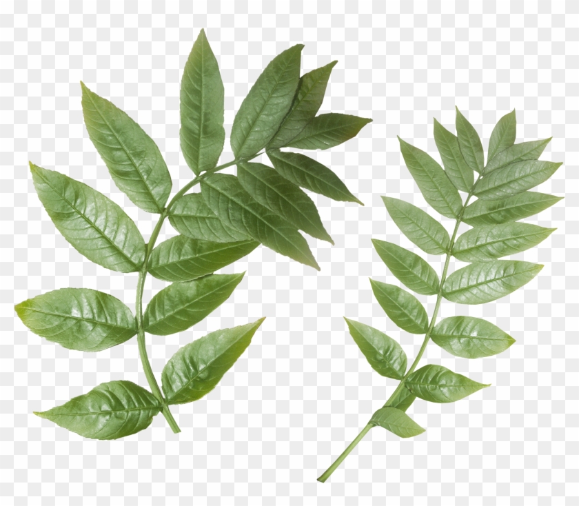 Rama De La Hoja De La Planta Madre Púrpura De La Postal - Rama De La Hoja De La Planta Madre Púrpura De La Postal #1195686