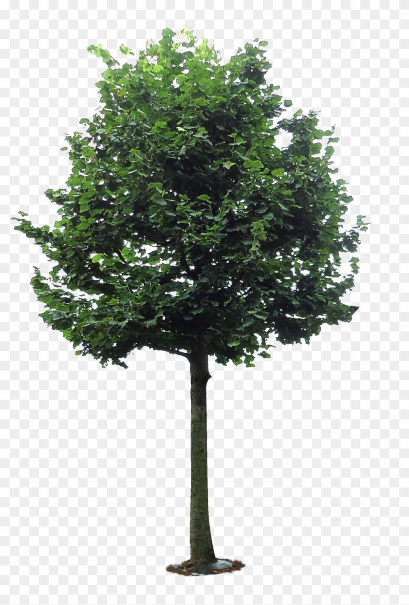 Rama De Árbol De Alcanfor - Pohon Png #1195701