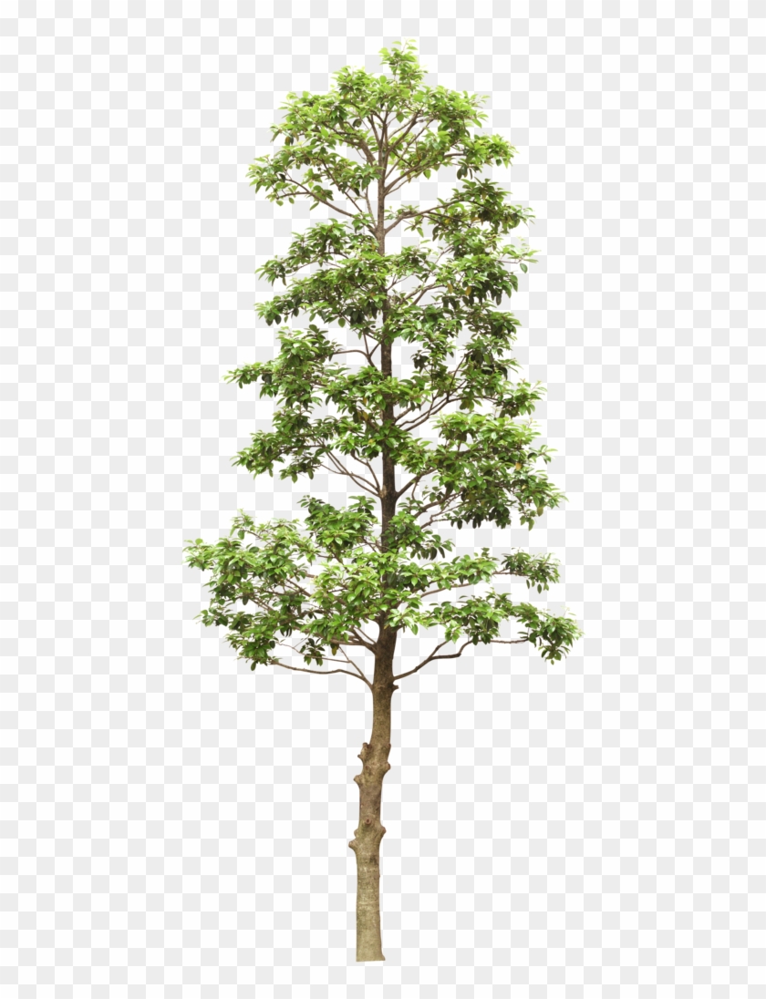 Fuera Rama De Árbol - Tree Drawing #1195703
