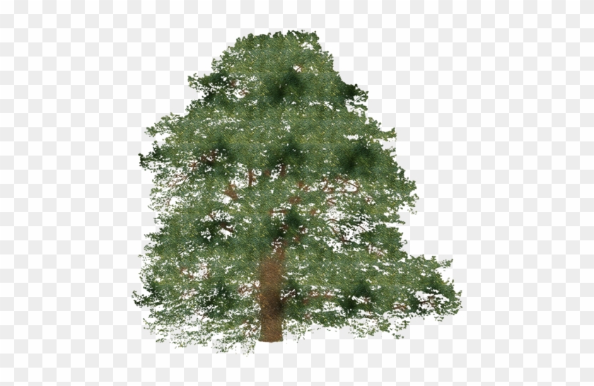 Árbol De Abeto De La Rama De Arbusto - American Holly #1195706