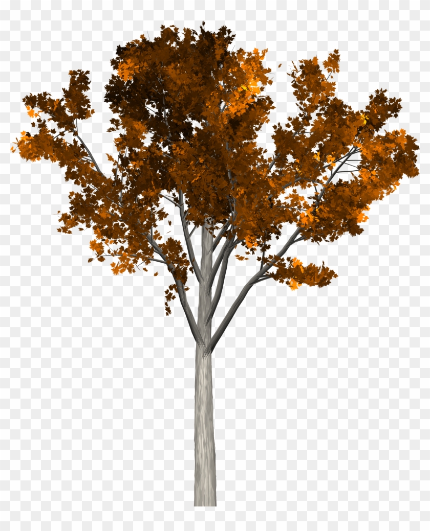 Rama De Árbol De Otoño - Rama De Árbol De Otoño #1195710