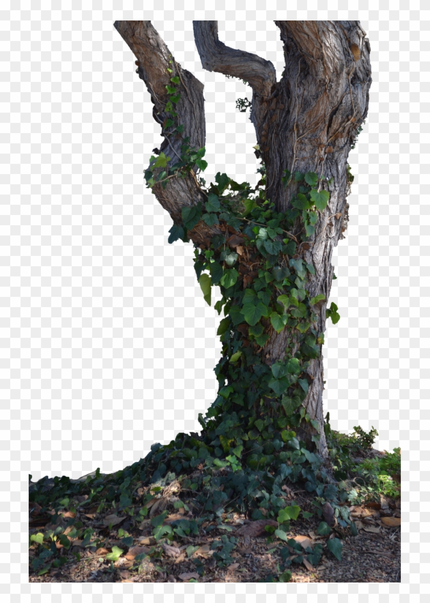 Tronco De Aprender Acerca De Los Árboles De La Rama - Tree Trunk Png #1195730