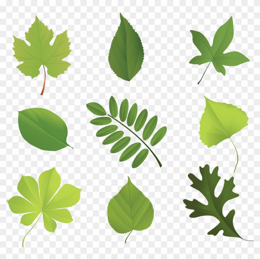 Leaf Encapsulated Postscript Tree - Different Kinds Of Leaves #1196107