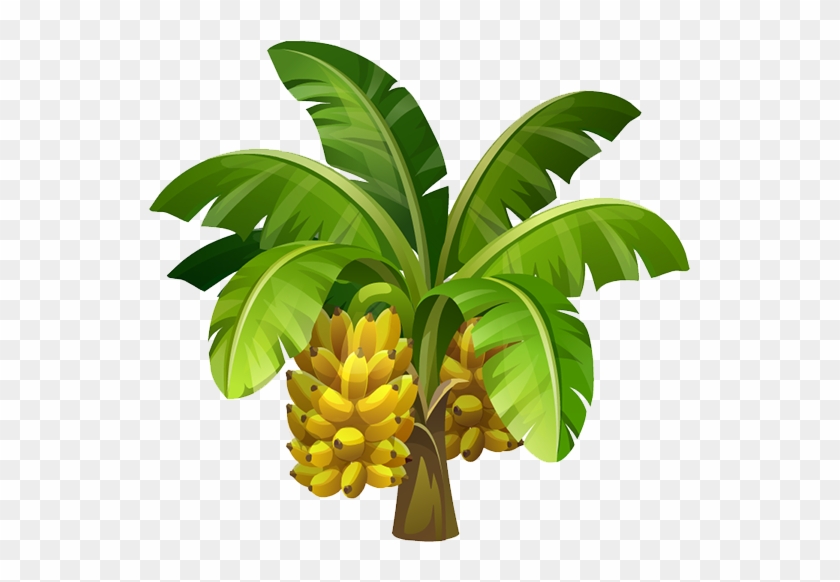 Banana - Banana Tree Images Hd Png #1196188