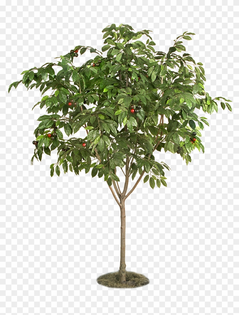   Tree Stem With Flower Clipart #1196193