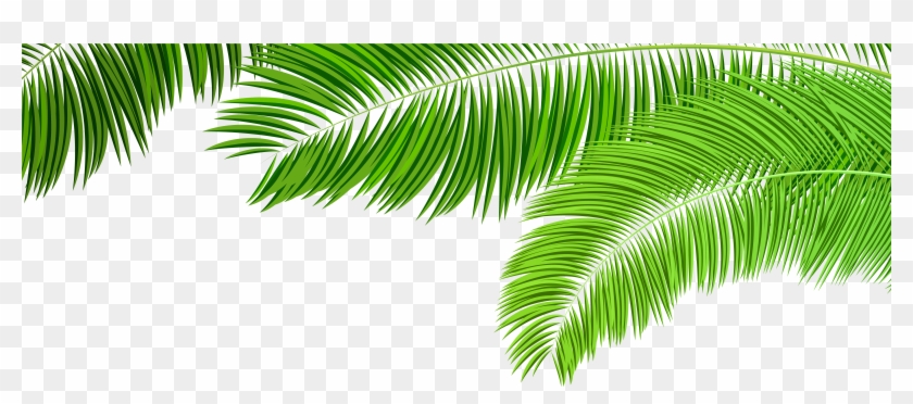 Palm Branches Decoration Png Clip Art Image - Palm Branches Decoration Png Clip Art Image #1196264