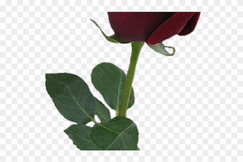 Red Rose Clipart Rosebud - Botao De Rosa Png #1197093