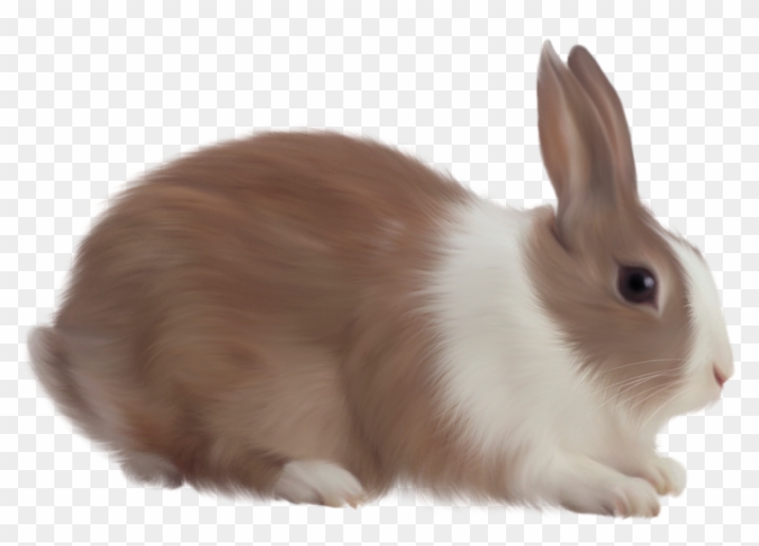 Rabbit Seven - Rabbit Png #1197615