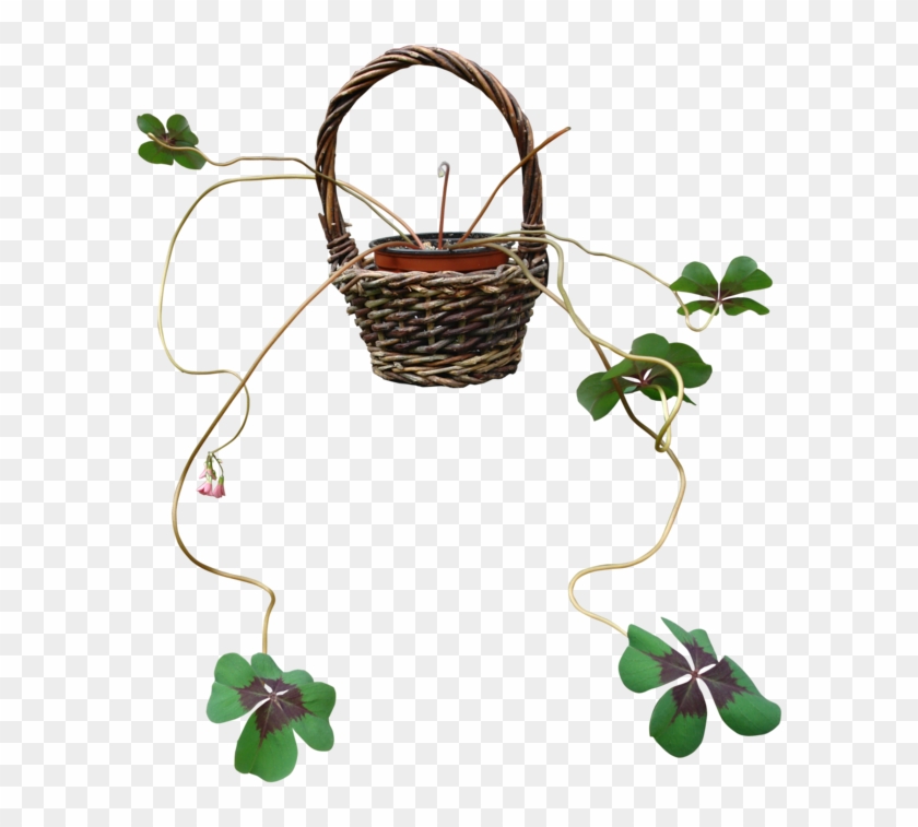 Four-leaf Clover 3 Png By Gd08 - Four-leaf Clover #1198407