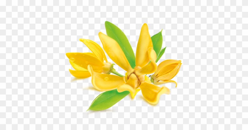 Flower Clipart Ylang Ylang - Eterično Ulje Ylang Ylang #1199237