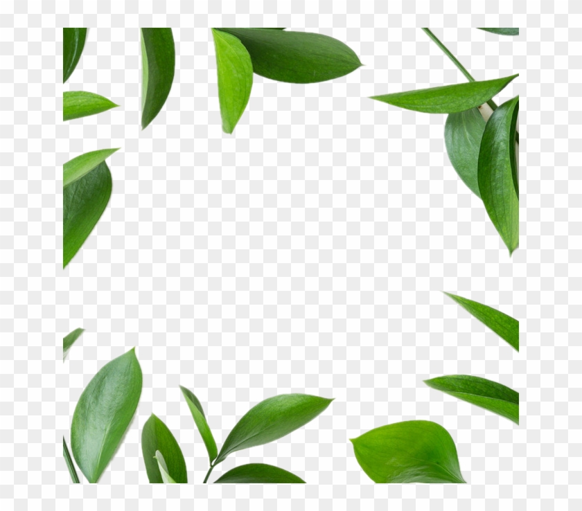 Leaf Green Icon - Leaf Green Icon #1199369