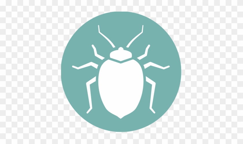 Bedbugs Are Small Insects That Can Live In Cracks And - Bed Bug #1200687