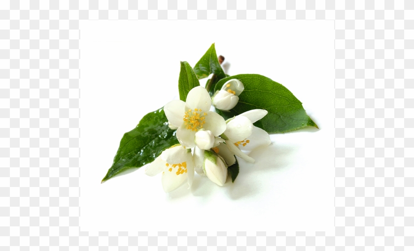 Fleur De Jasmin Signification #1201032