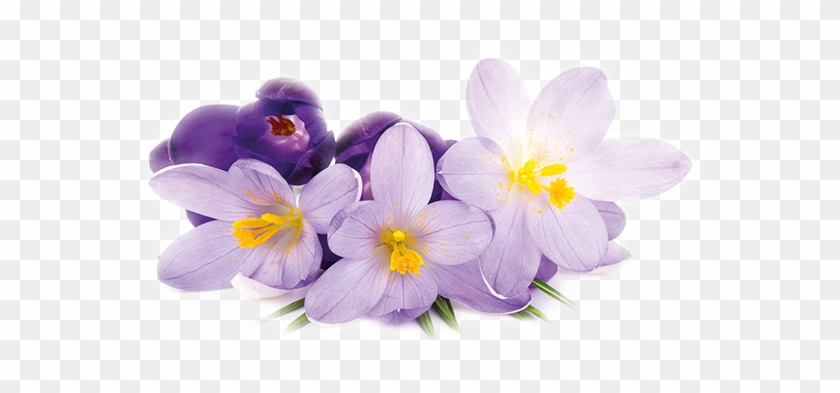 Go To Image - Krokusse Png #1201113