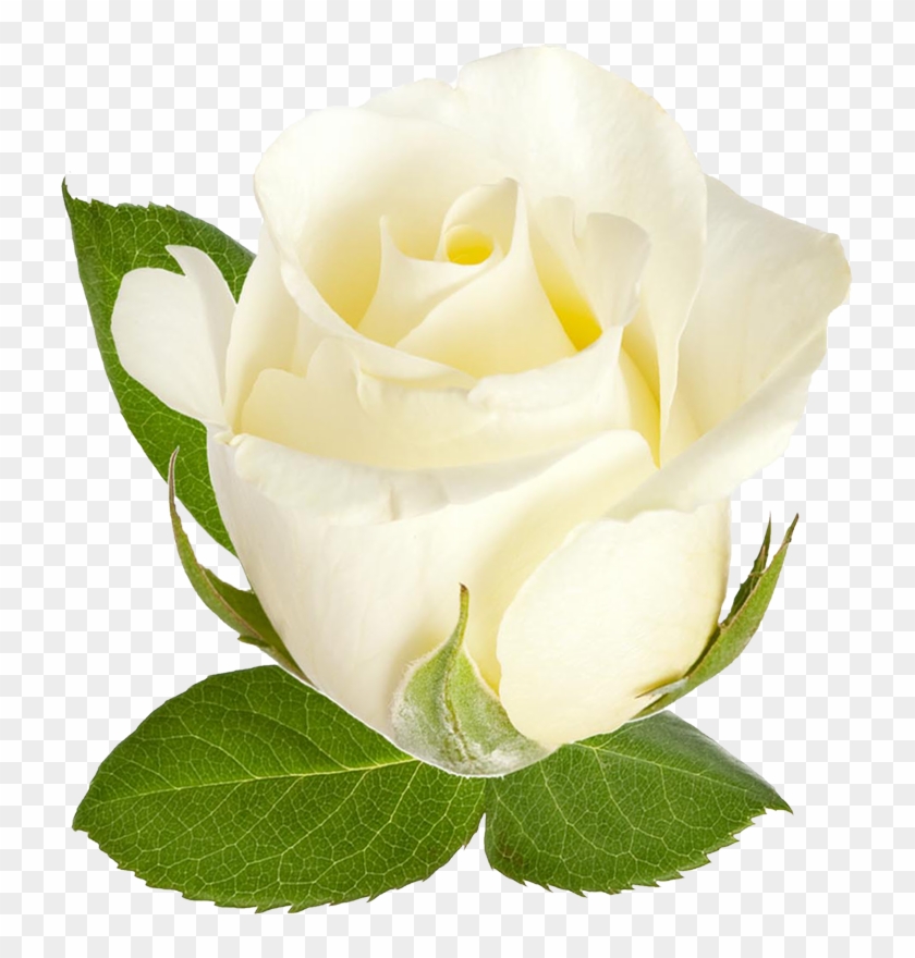 Png形式でダウンロード - Rose #1201196