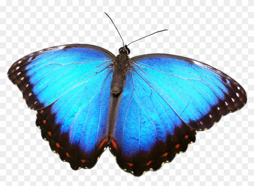 Cut Out 13 By Ravensspell - Butterfly That Live In The Rainforest #1202006