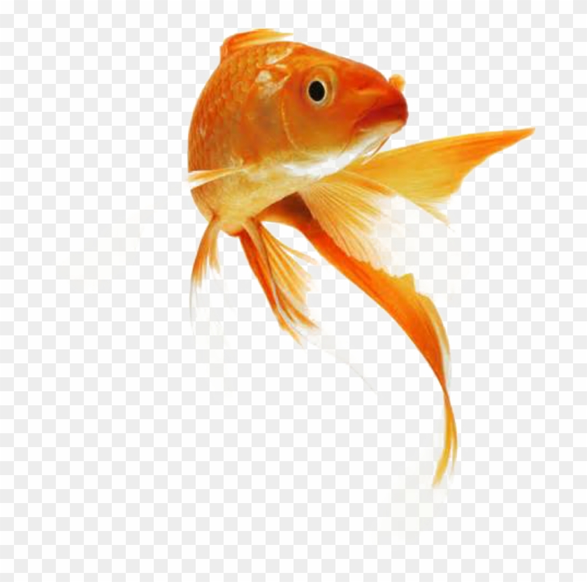 Goldfish, Red Fish - Золотая Рыба Пнг #1202073