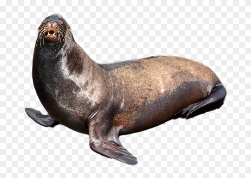 Clip Art Cartoon Seals Clipart - Seal Png #1202177