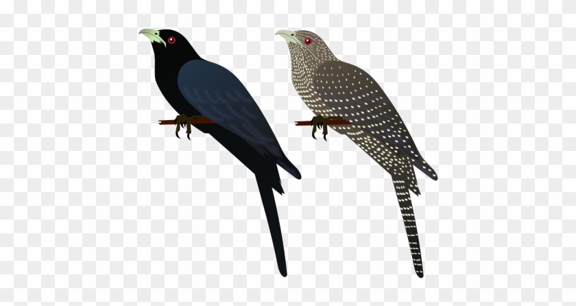 File - Asian Koel #1202614