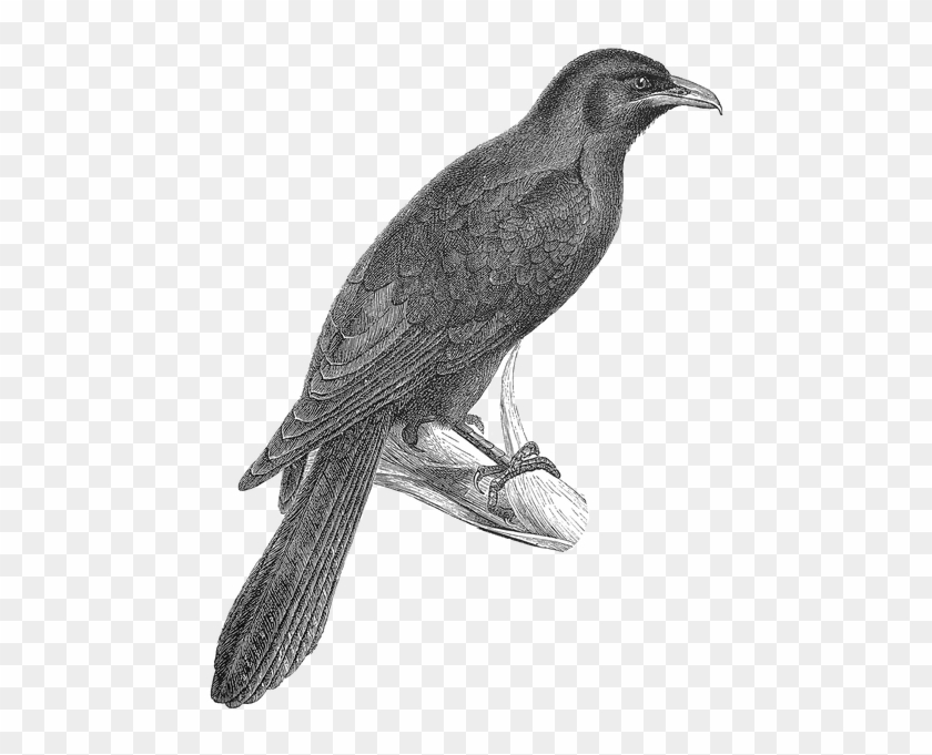 Koel Bird Clipart - Koha Bird Clipart #1202616