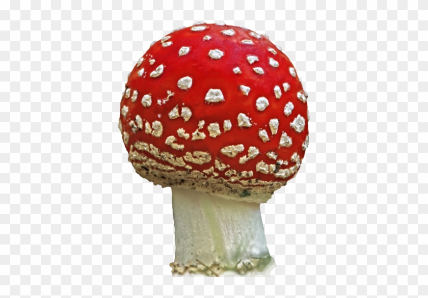 Mushroom 2 By Astoko - Composition Book: Science [book] #1202820
