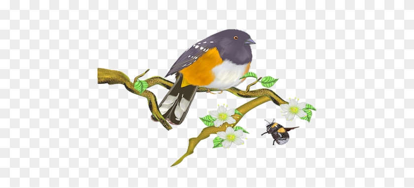 Bird, Sparrow, Sitting, Sperling - World Sparrow Day Png #1202834