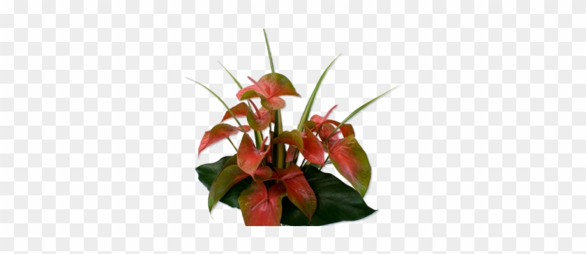 12pinkgreenanthurium Hawaii Flowers1200 - Laceleaf #1203966