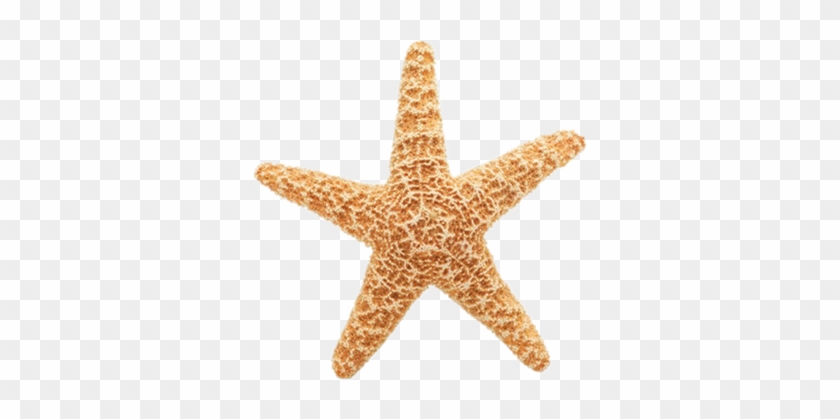 Blue Hawaii Style Warm White Flickering Flameless Led - Starfish Gif #1204003