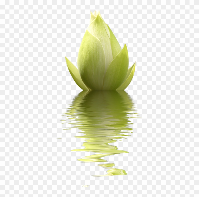 Lotuses - Лотос Прозрачный Фон #1204291