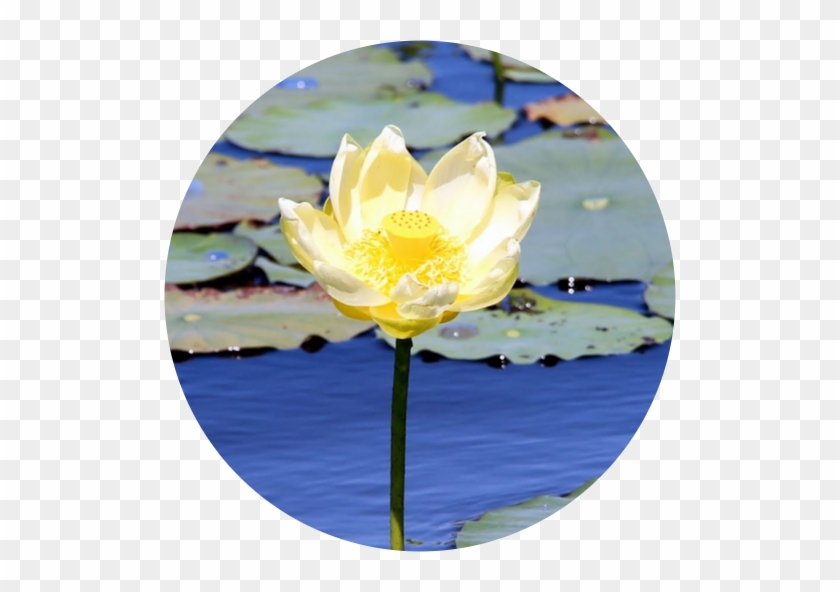   Yellow Water-lily #1204365