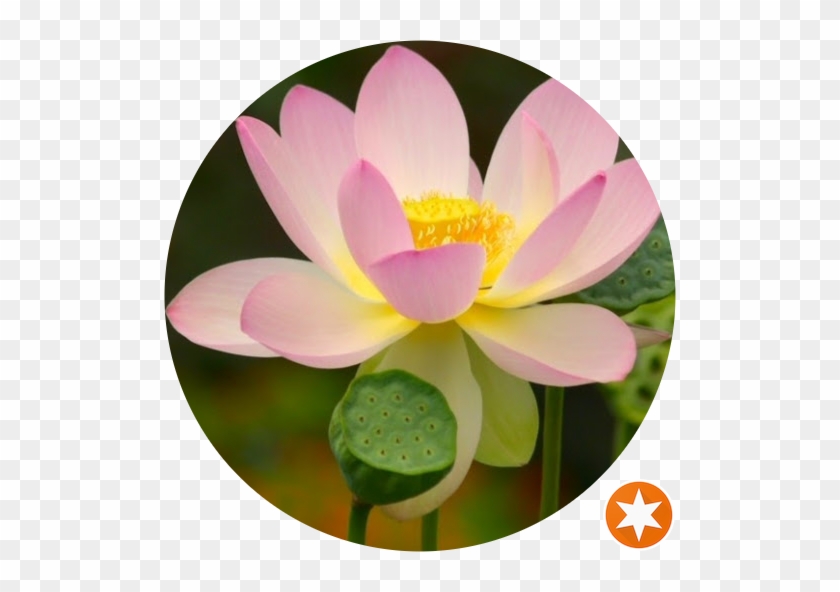 Sea Charm - Buddha Wall Art,zen Painting Lotus Flower #1204395